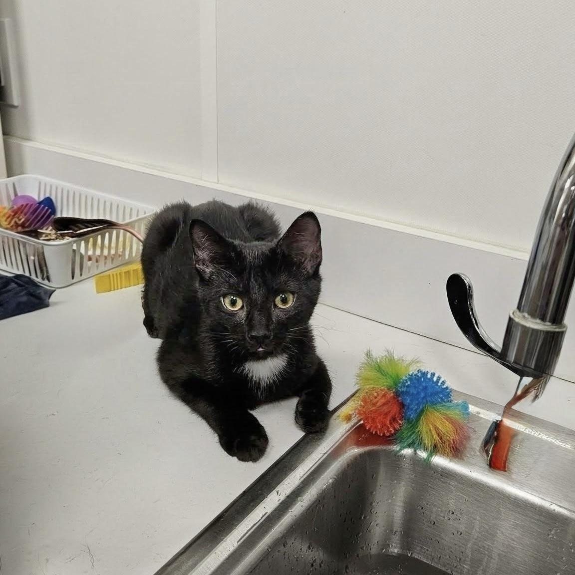 Enlarge Huckleberry, a Adoptable Domestic Short Hair in Apex, NC image 5/5