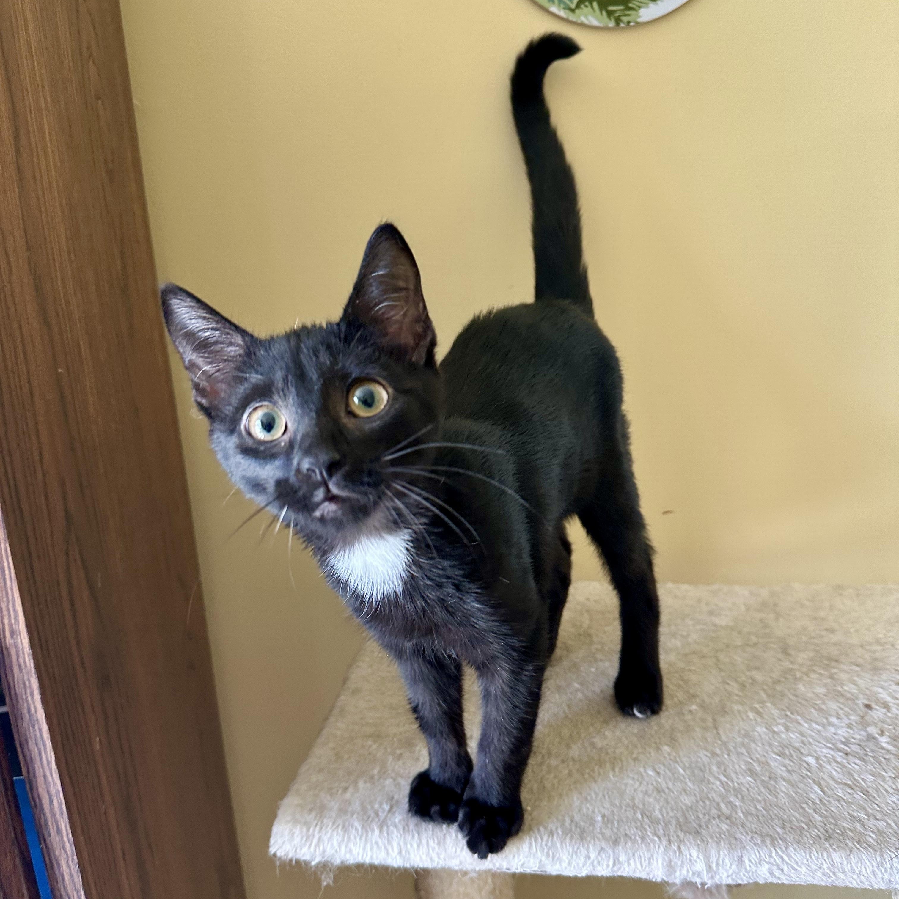 Enlarge Huckleberry, a Adoptable Domestic Short Hair in Apex, NC image 4/5
