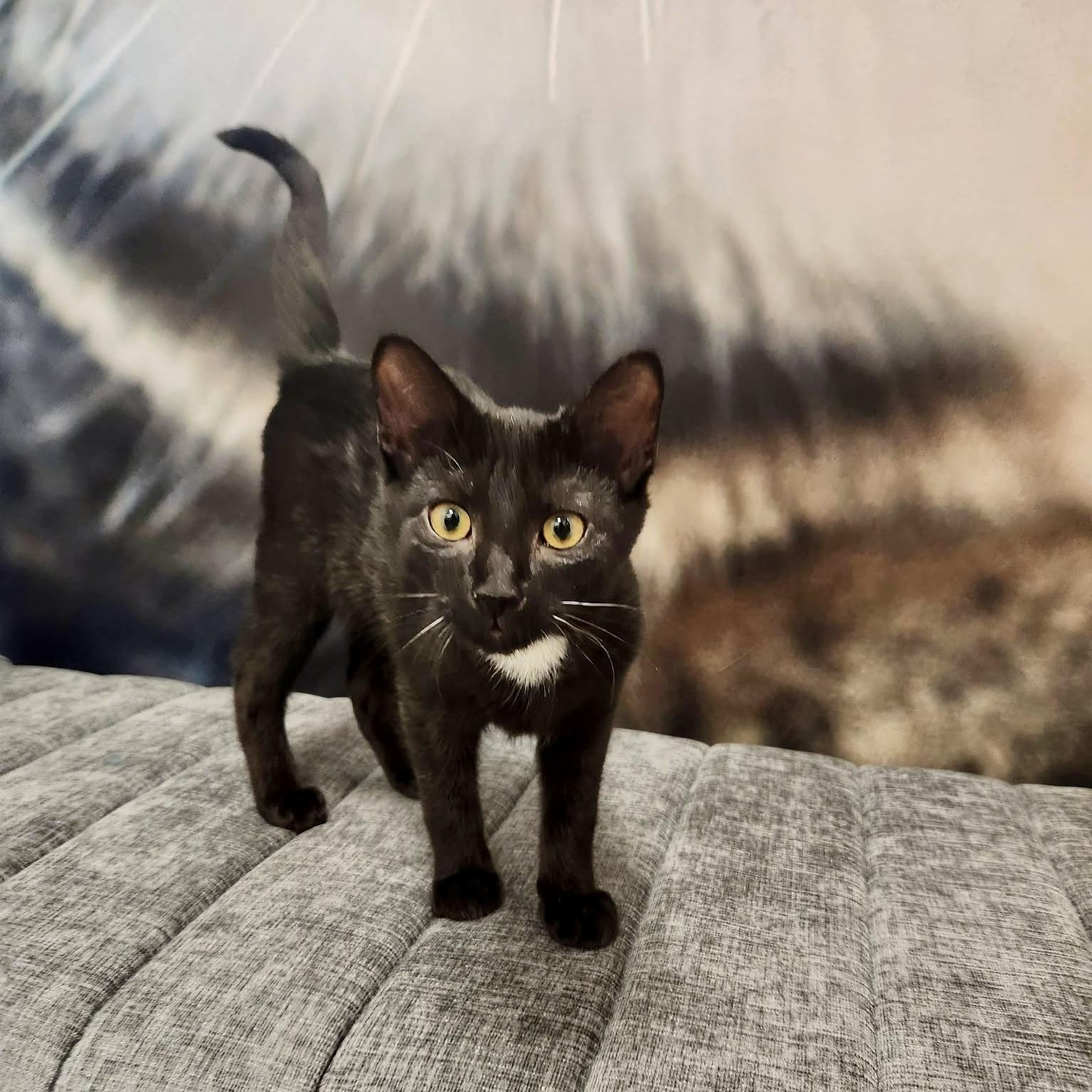 Enlarge Huckleberry, a Adoptable Domestic Short Hair in Apex, NC image 2/5
