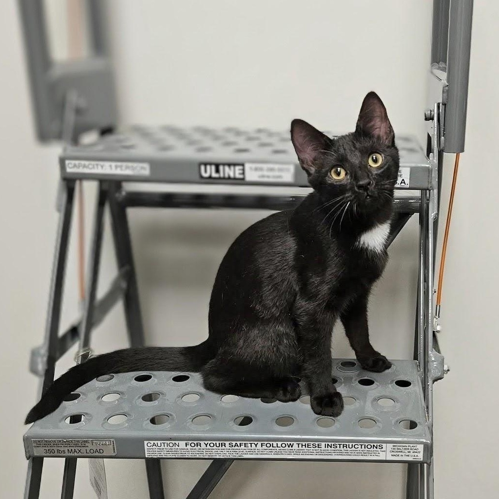 Huckleberry, Adoptable, Kitten Male Domestic Short Hair.