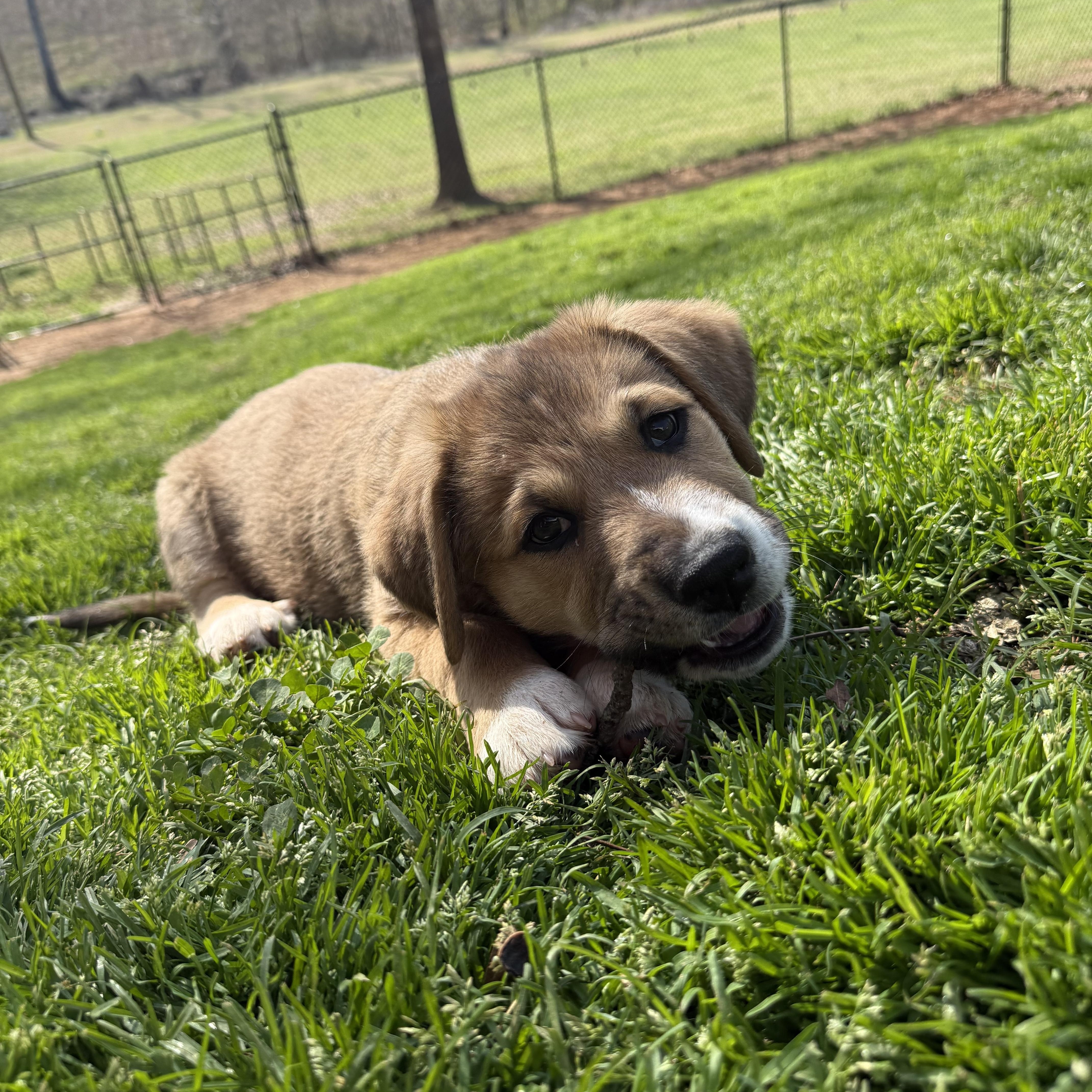 Dustie, a ADOPTABLE mixed breed in Kings Mountain, NC image 3/6