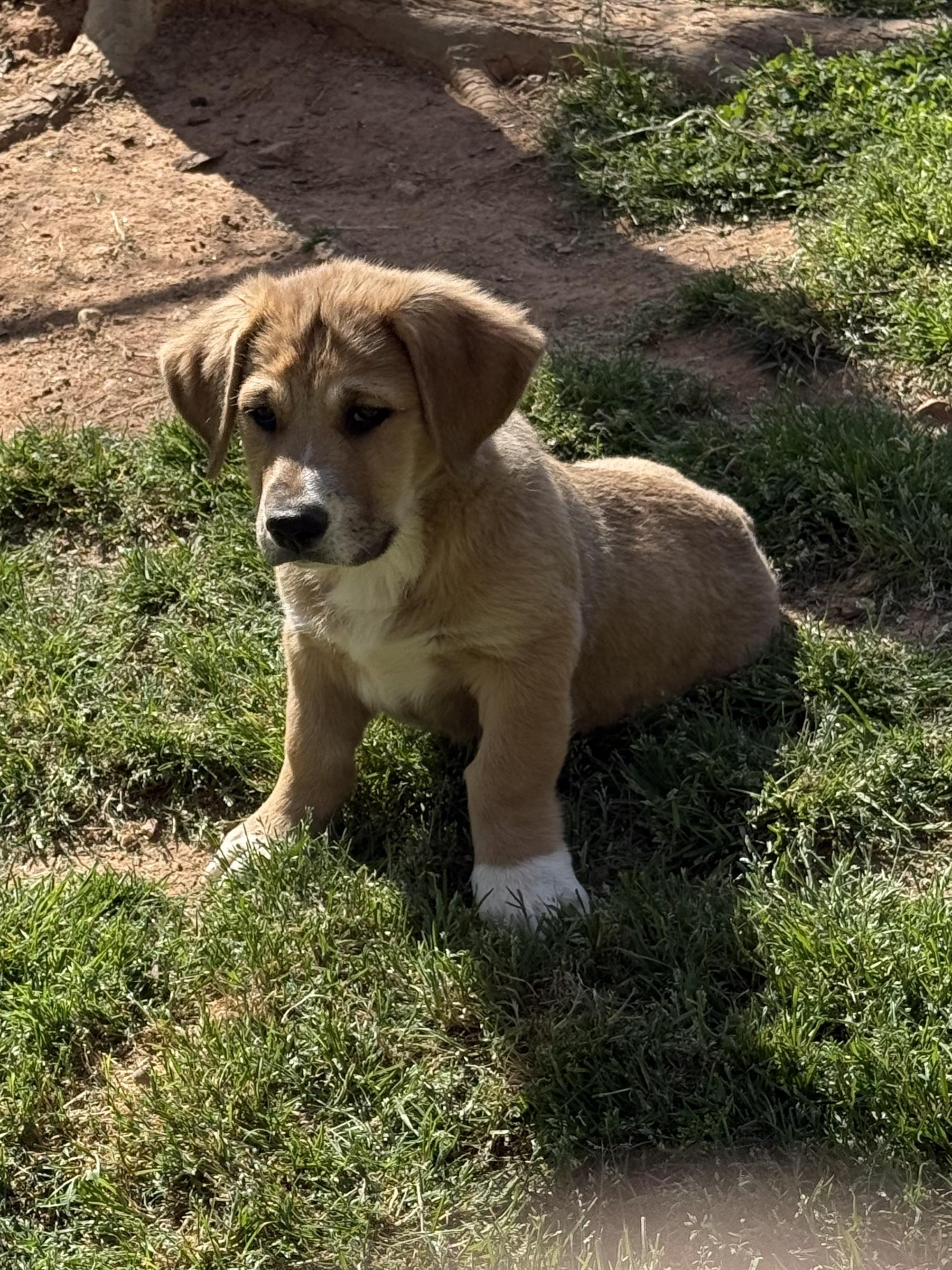 Enlarge Dustie, a ADOPTABLE mixed breed in Kings Mountain, NC image 6/6