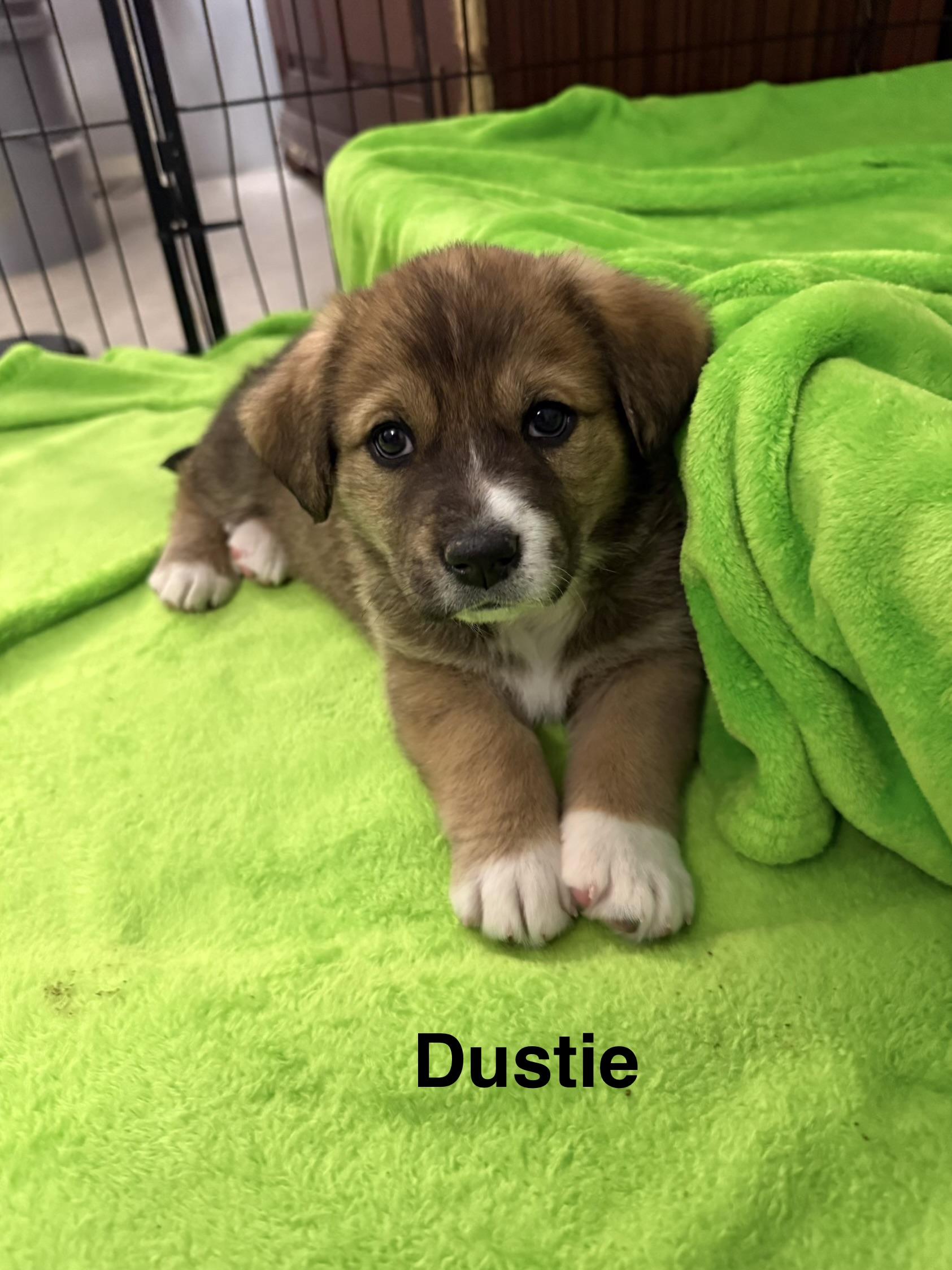 Dustie, a ADOPTABLE mixed breed in Kings Mountain, NC image 4/6