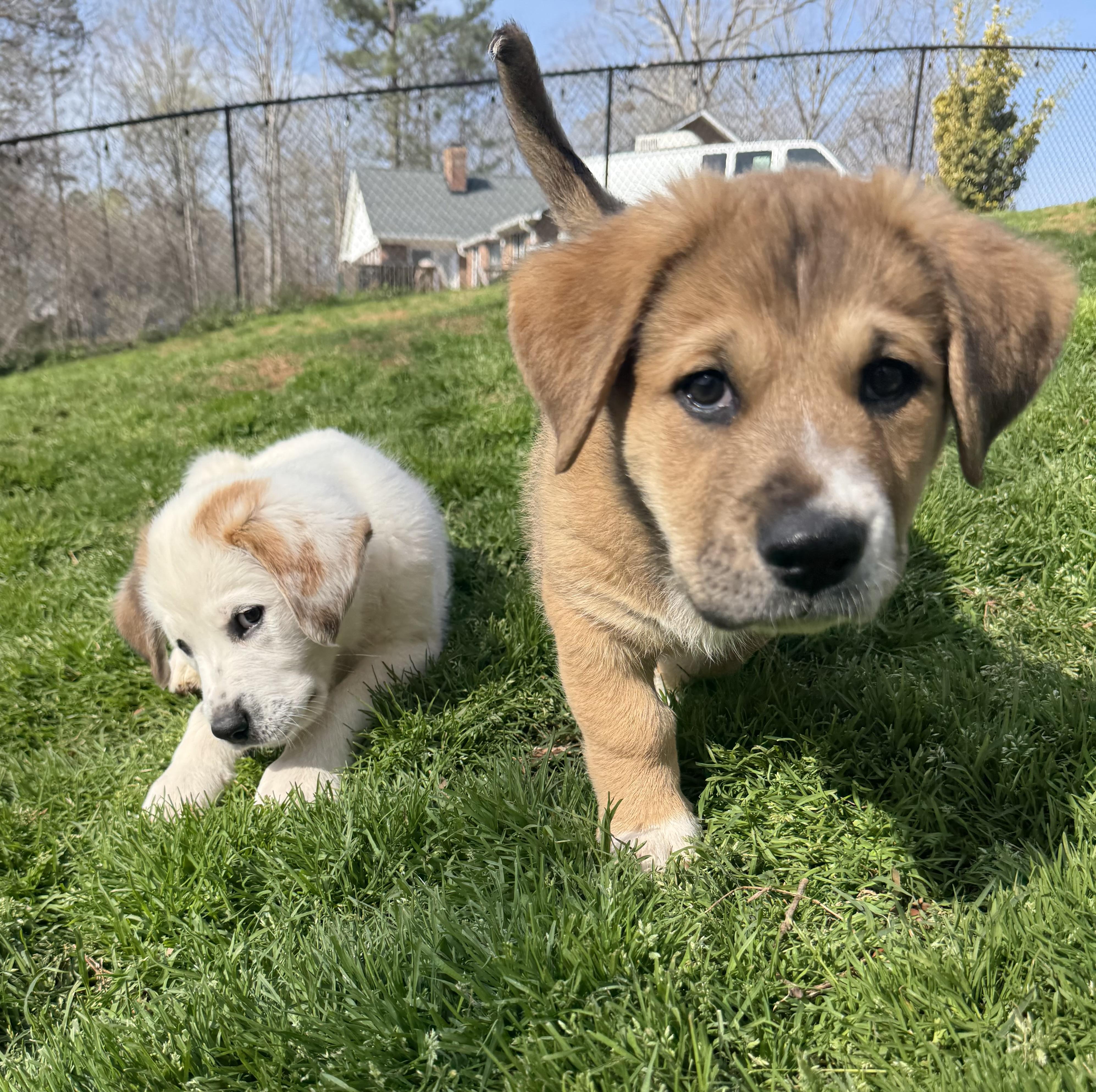Dustie, a ADOPTABLE mixed breed in Kings Mountain, NC image 2/6