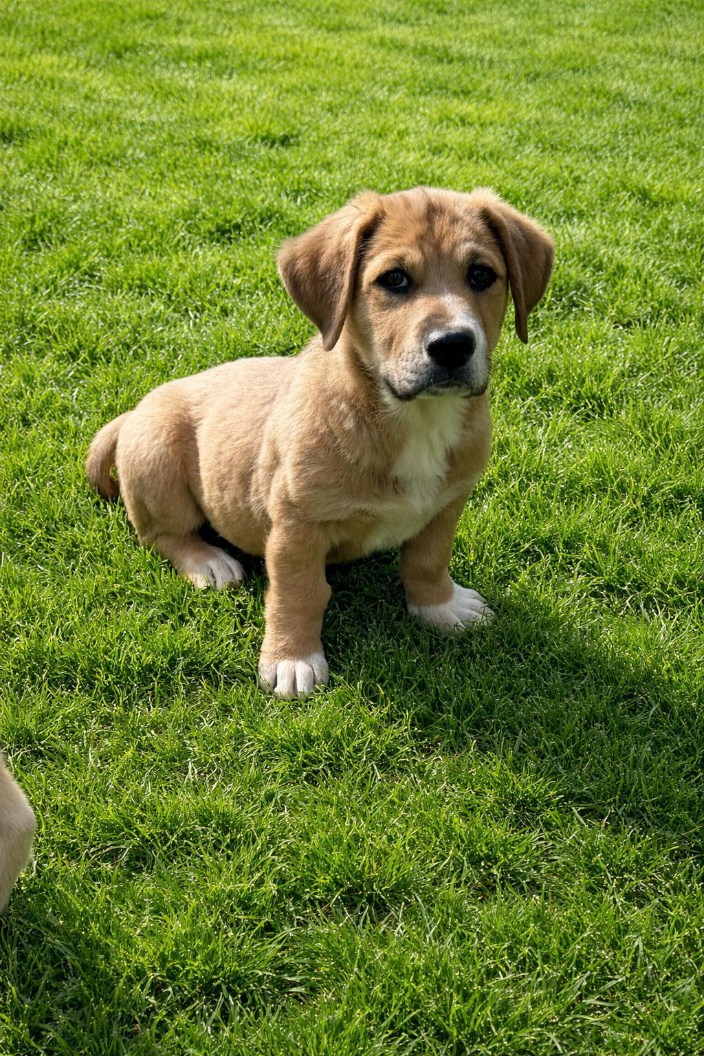 Dustie, ADOPTABLE, Puppy Female Great Pyrenees.