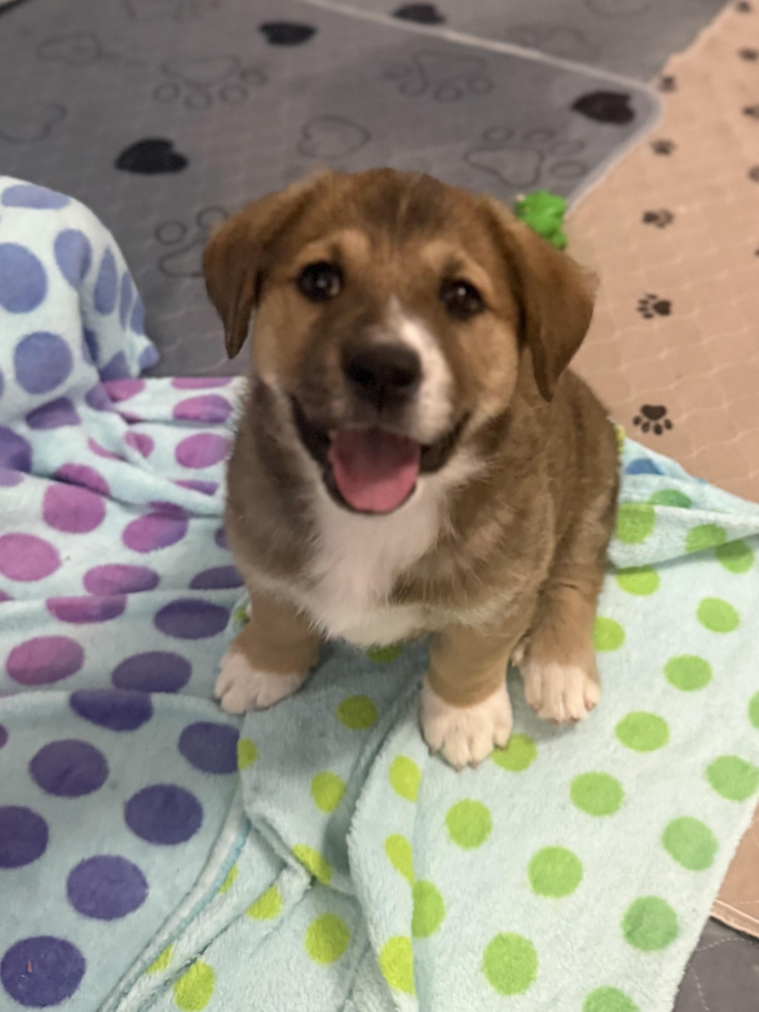 Dustie, a ADOPTABLE mixed breed in Kings Mountain, NC image 6/6