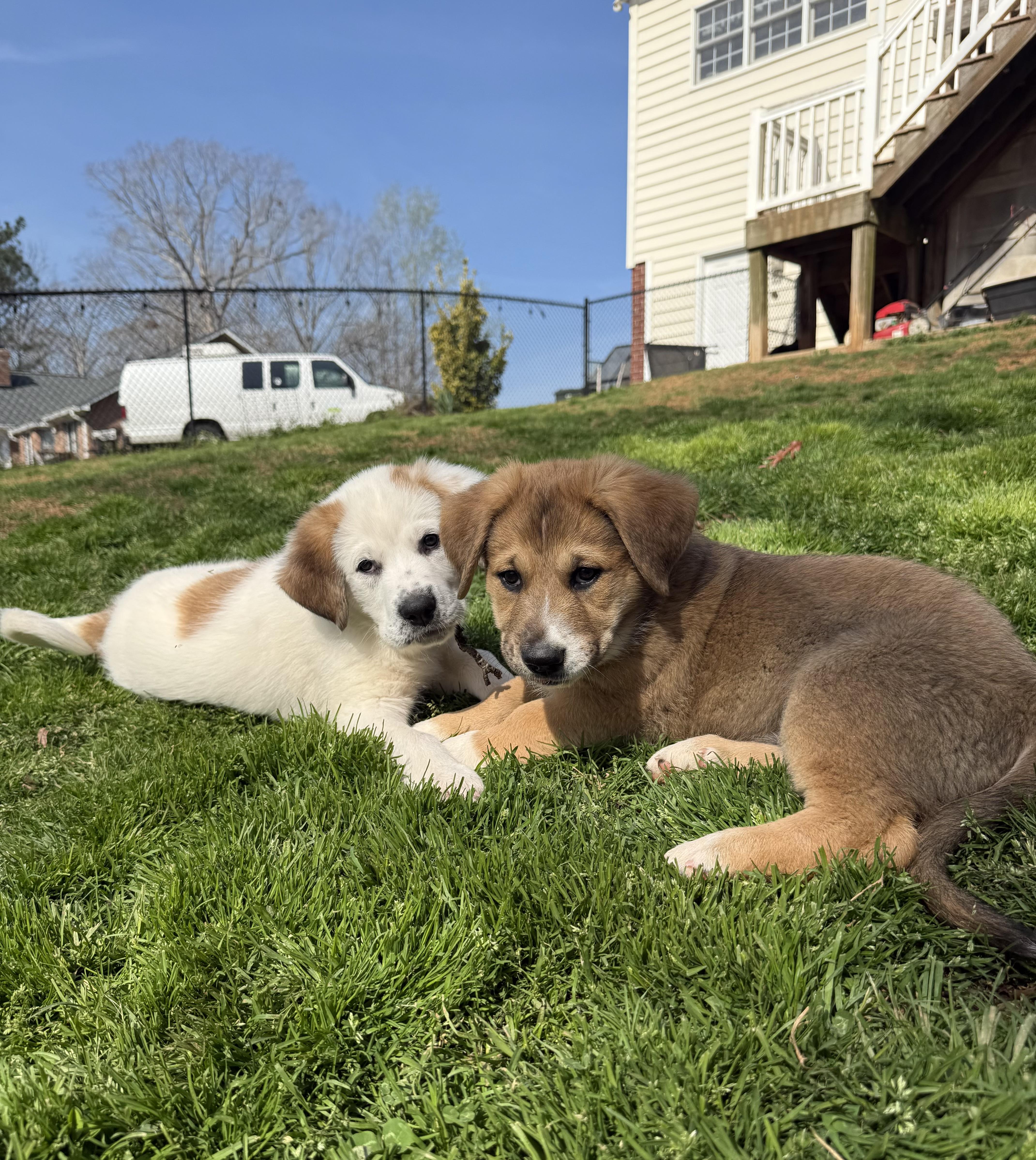 Dustie, a ADOPTABLE mixed breed in Kings Mountain, NC image 1/6