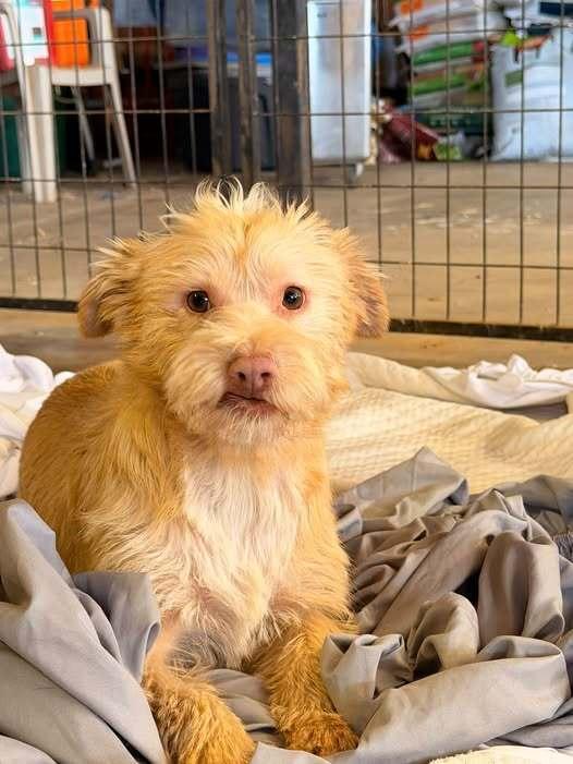 Enlarge Toby, a Adoptable mixed breed in Cortez, CO image 2/3