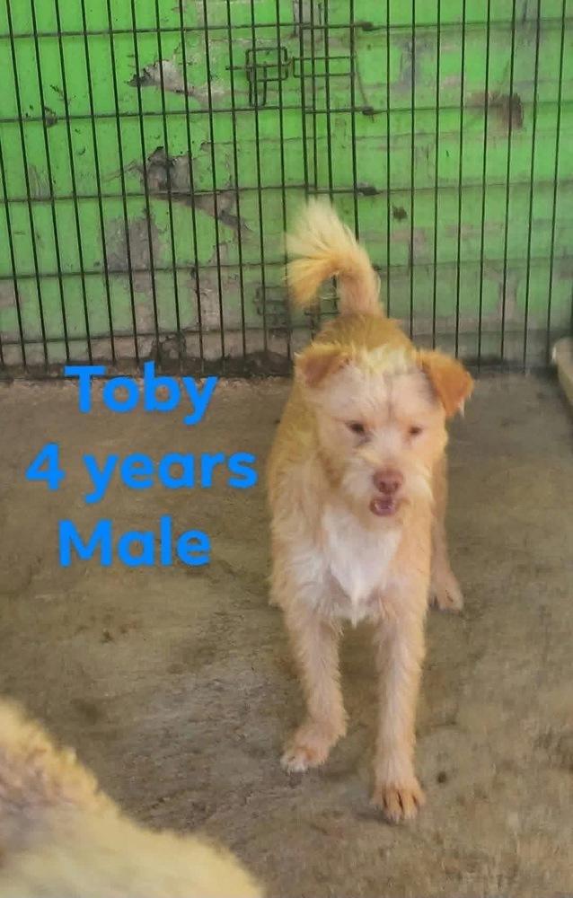 Enlarge Toby, a Adoptable mixed breed in Cortez, CO image 3/3