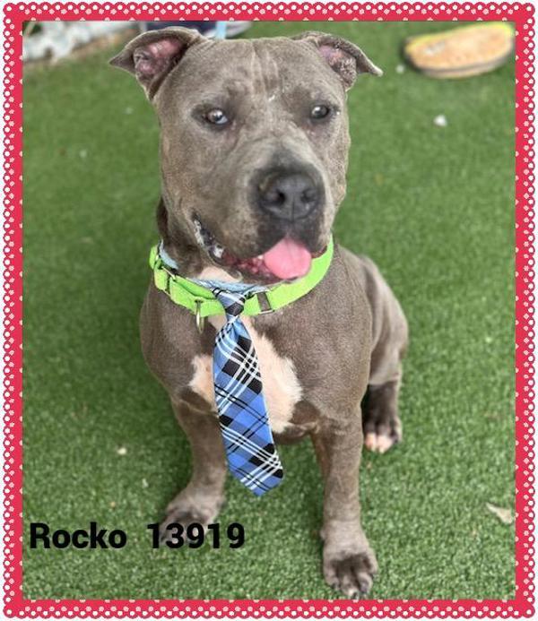 Rocko(55) — thumbnail 2