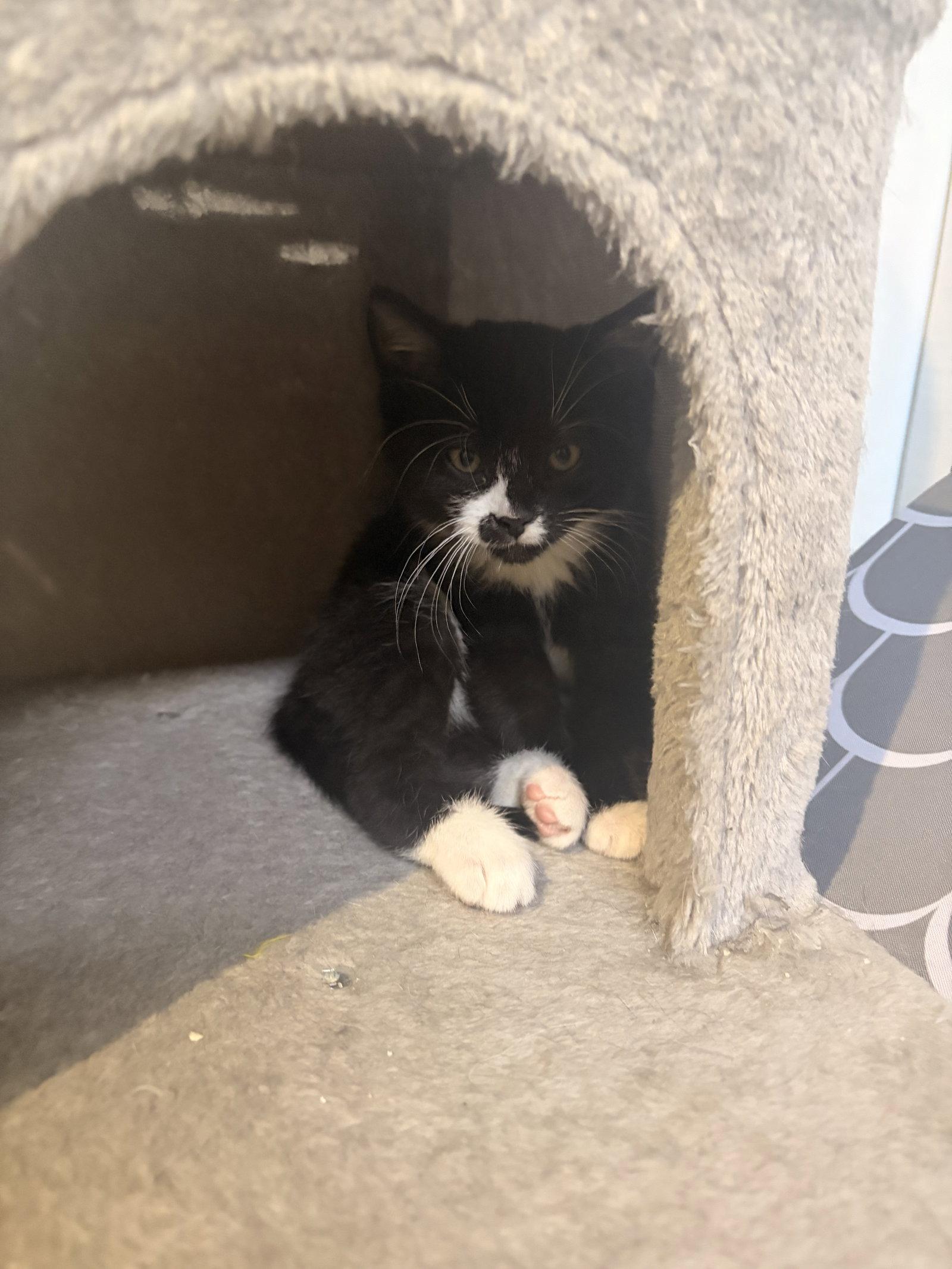 Enlarge Wilfred, a Adopted Domestic Short Hair in Broomall, PA image 1/3