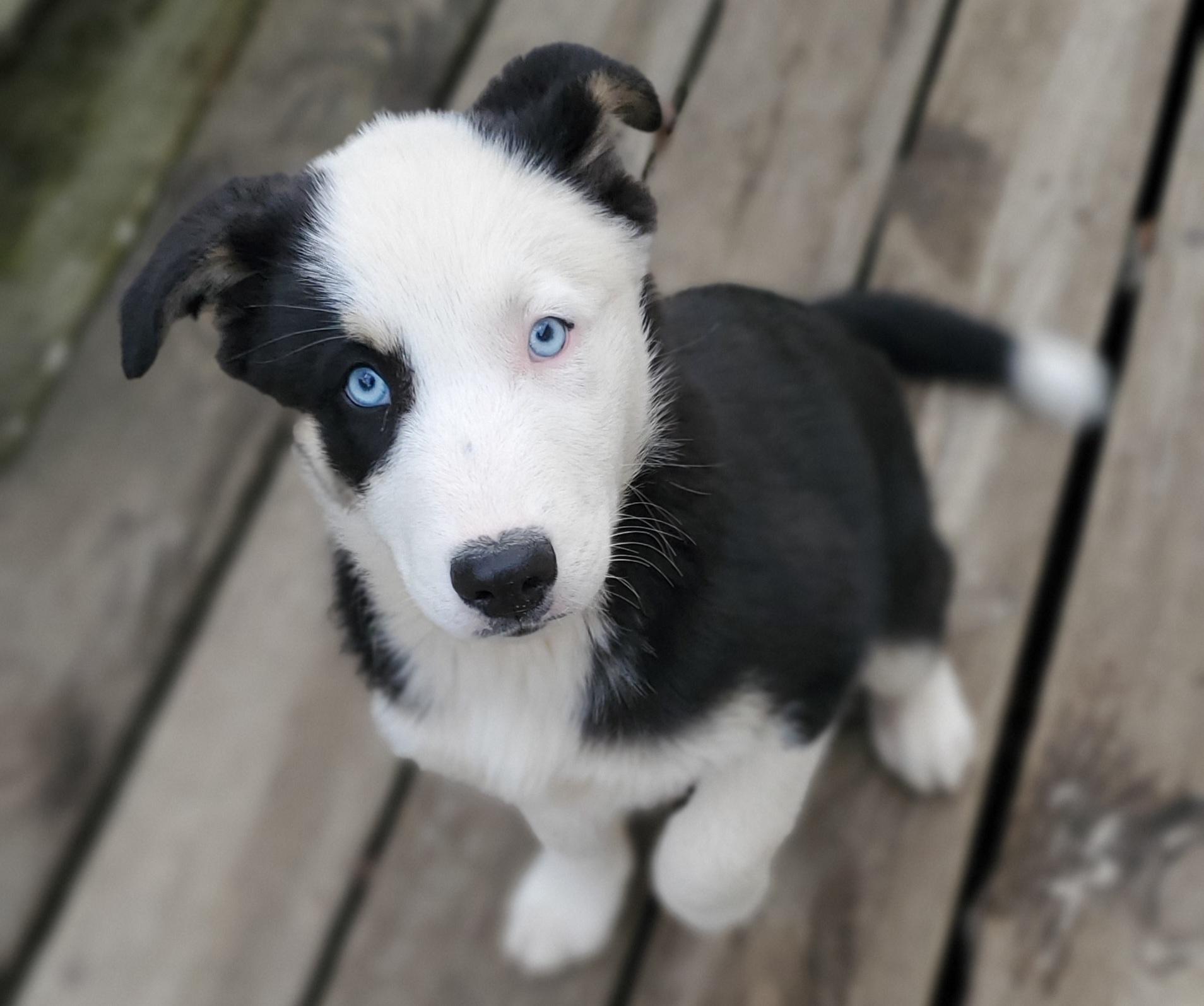 Jax , adopted, Puppy Male Border Collie & Mixed Breed.