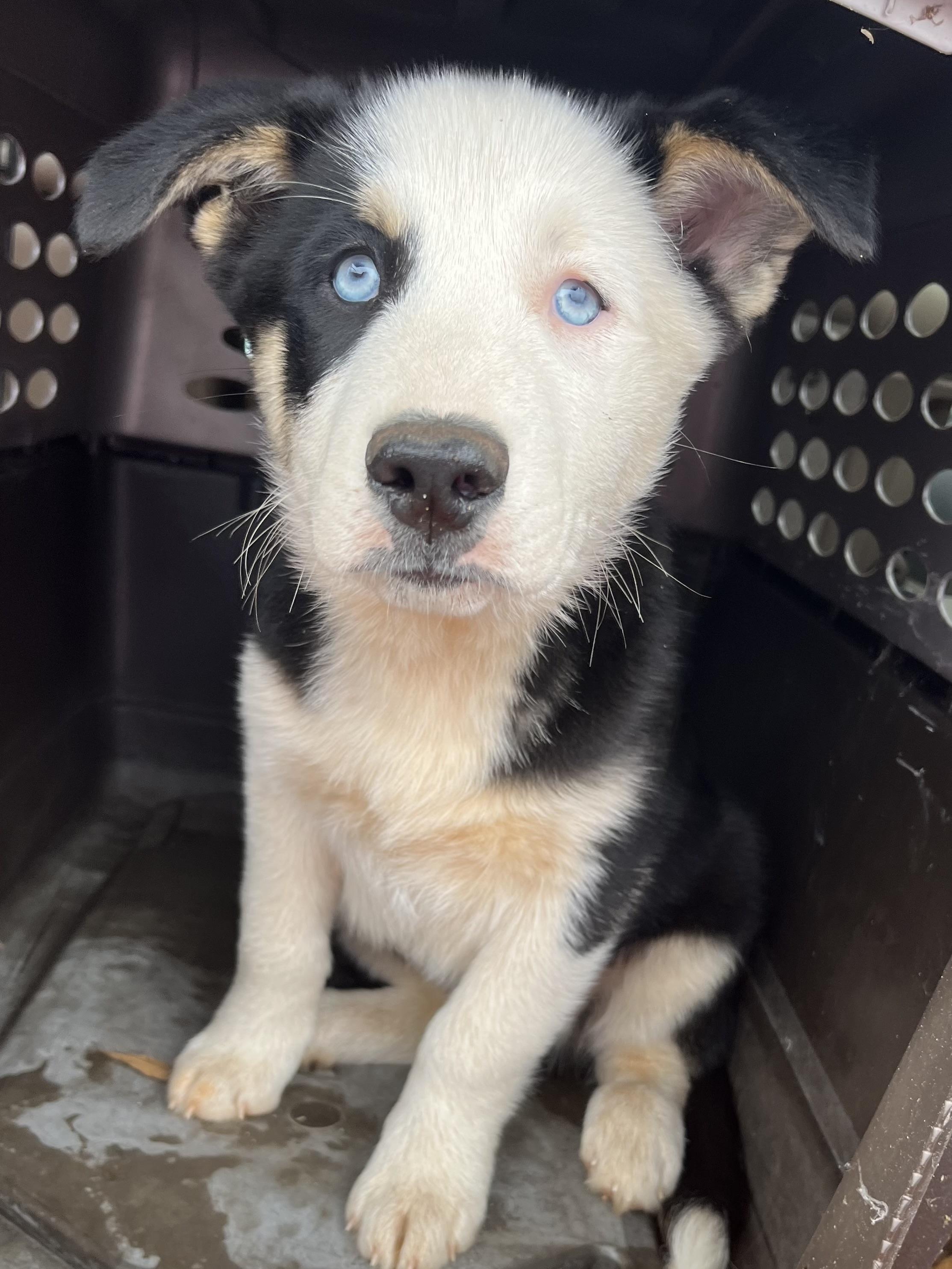 Enlarge Jax , an adopted mixed breed in Gilbert, SC image 5/5