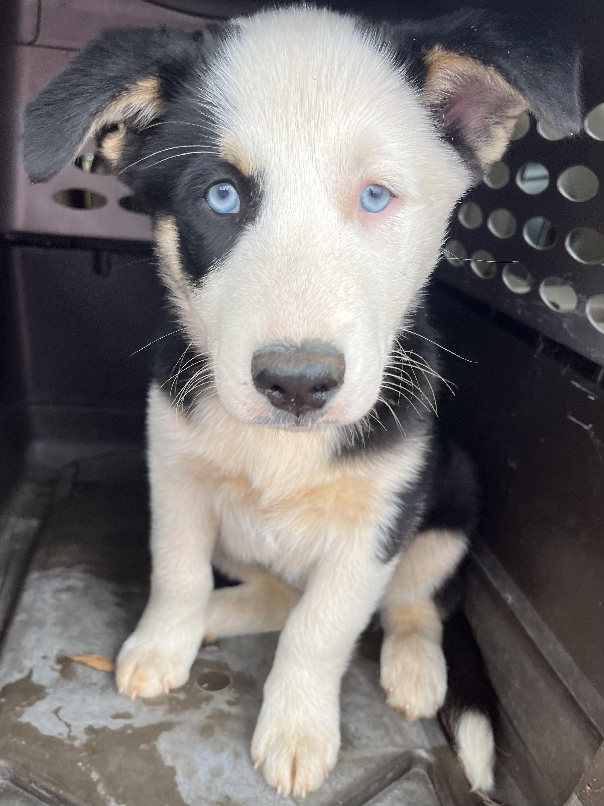 Enlarge Jax , an adopted mixed breed in Gilbert, SC image 3/5
