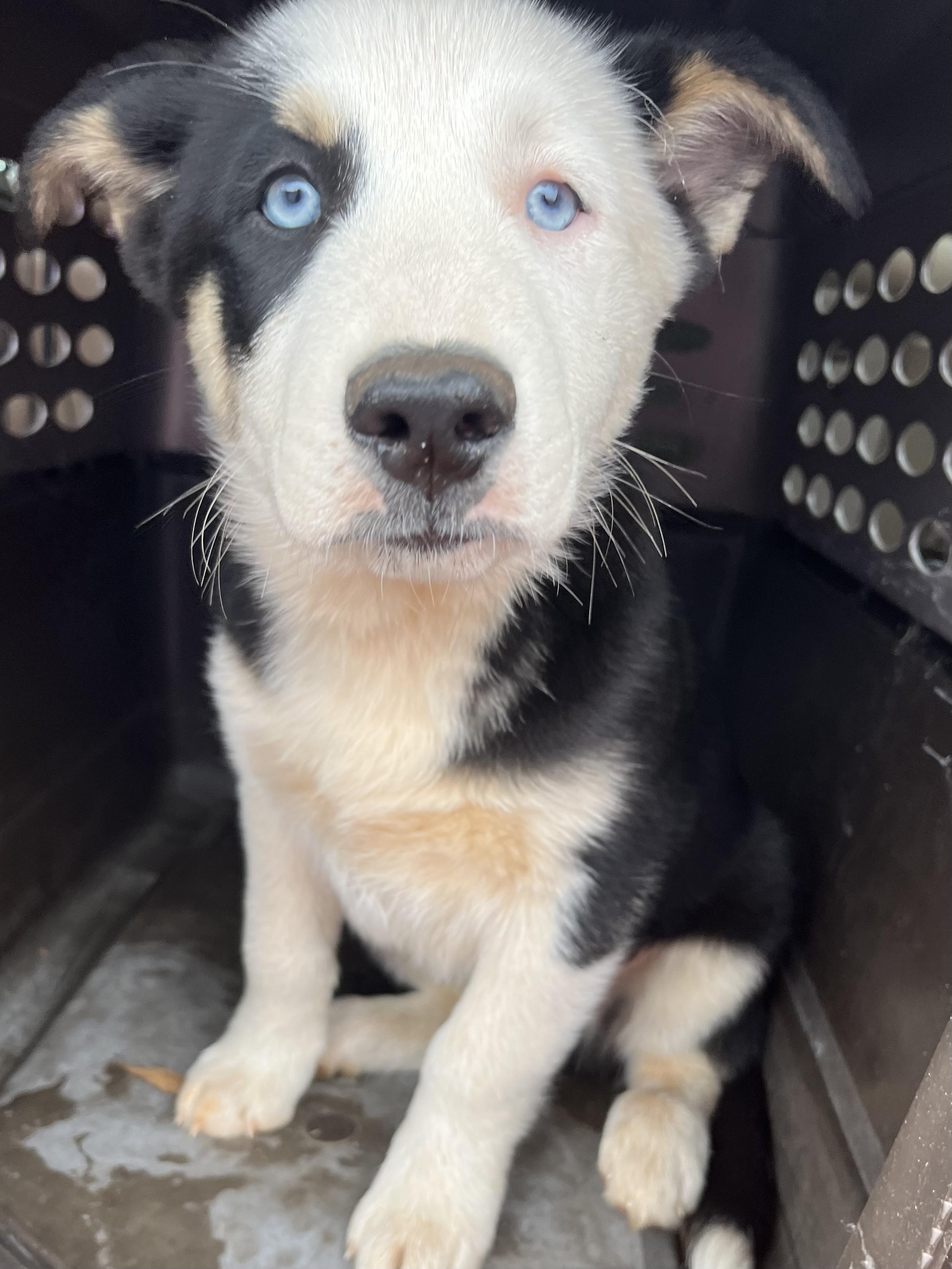 Enlarge Jax , an adopted mixed breed in Gilbert, SC image 4/5