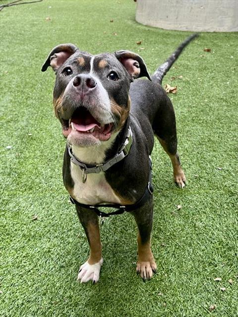 COLA, Adoptable, Young Female Pit Bull Terrier.