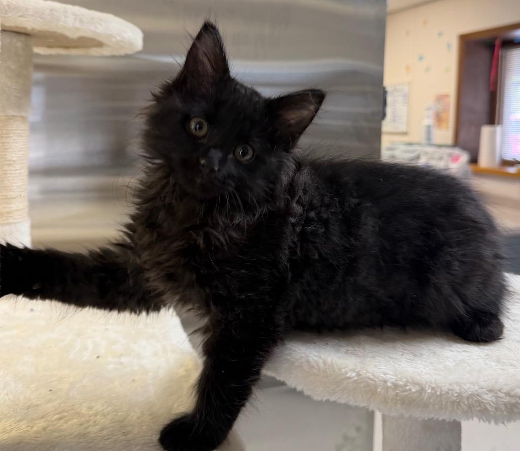 Enlarge Mustard, a Adopted Domestic Long Hair in Columbus, NE image 1/1