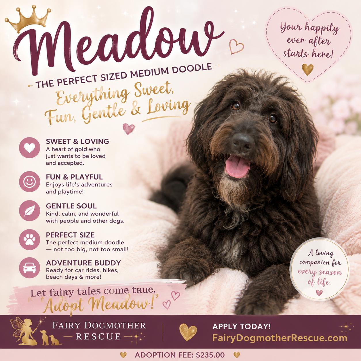 Meadow, ADOPTABLE, Adult Female Labradoodle.