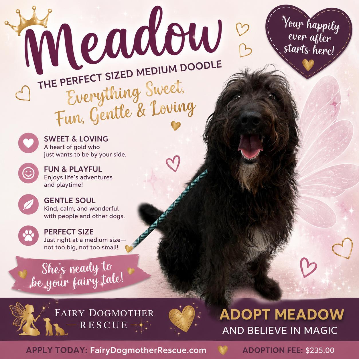 Enlarge Meadow, a ADOPTABLE Labradoodle in Yukon, OK image 2/3