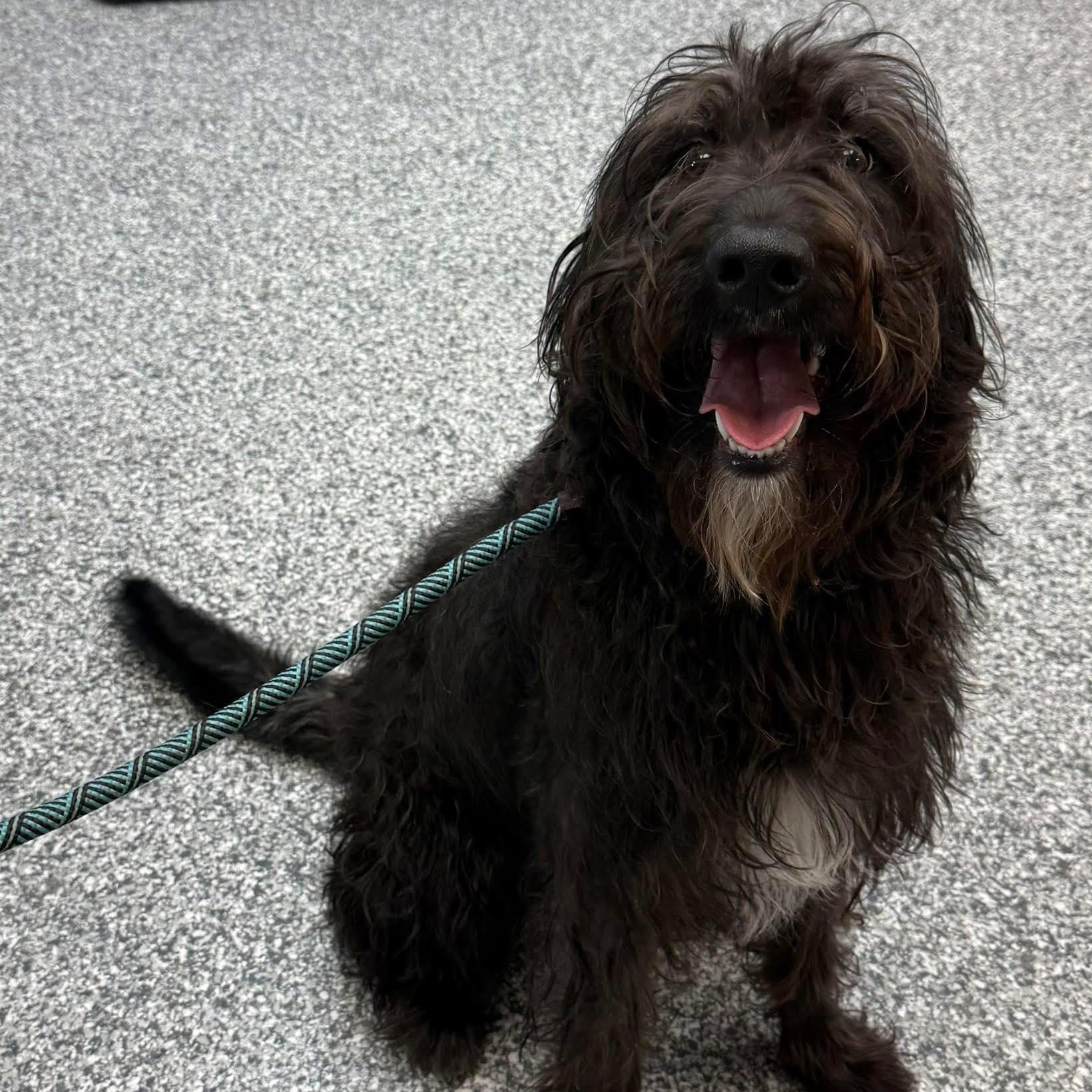 Meadow, ADOPTABLE, Adult Female Labradoodle.