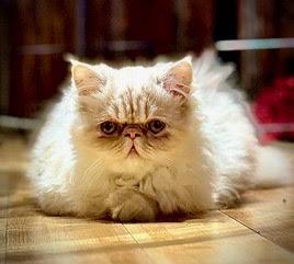 Enlarge BITSY & BLAZE, a Adoptable Persian in Albany, NY image 4/6