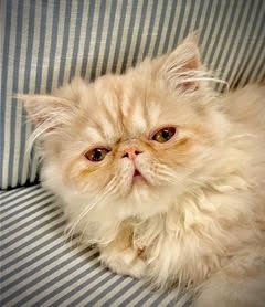 Enlarge BITSY & BLAZE, a Adoptable Persian in Albany, NY image 2/6