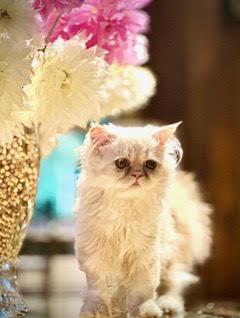 BITSY & BLAZE, Adoptable, Kitten Male Persian.