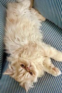 Enlarge BITSY & BLAZE, a Adoptable Persian in Albany, NY image 5/6