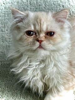 Enlarge BITSY & BLAZE, a Adoptable Persian in Albany, NY image 3/6