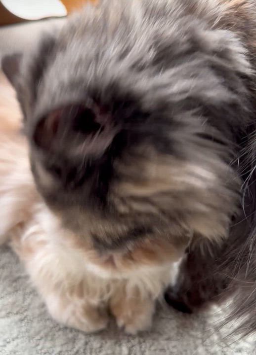 Enlarge BITSY & BLAZE, a Adoptable Persian in Albany, NY video 6/6