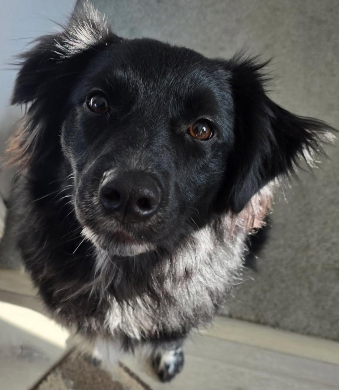 GOOSE, a ADOPTABLE mixed breed in Louisville, OH image 2/3