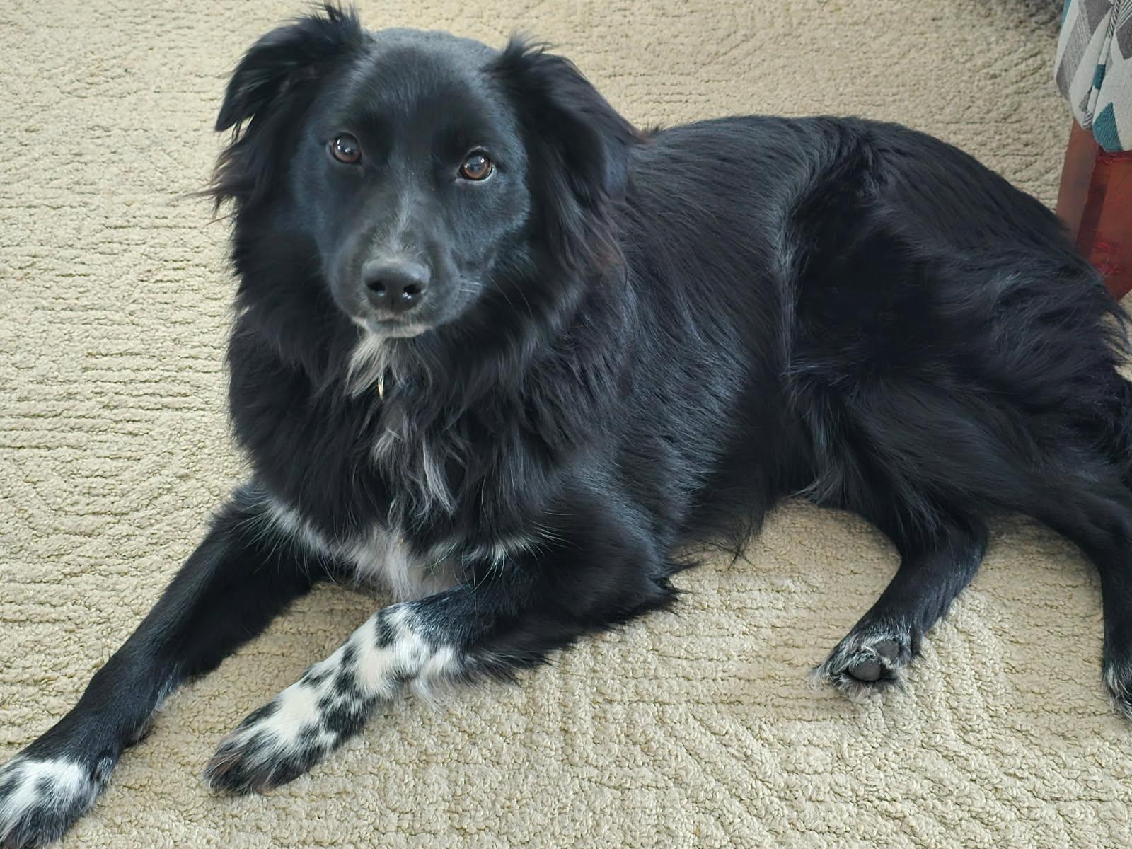 GOOSE, a ADOPTABLE mixed breed in Louisville, OH image 3/3