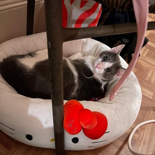 Drizzle, a Adoptable Domestic Short Hair in Middle Village, NY image 1/6