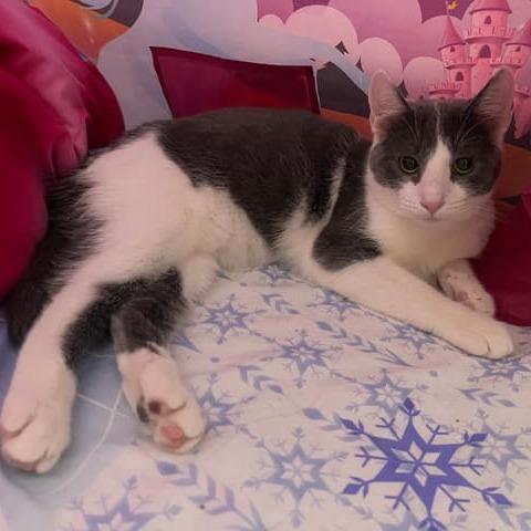 Drizzle, a Adoptable Domestic Short Hair in Middle Village, NY image 2/6