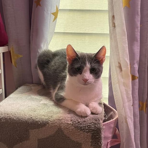 Drizzle, a Adoptable Domestic Short Hair in Middle Village, NY image 3/6