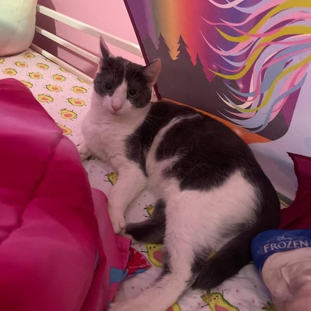 Drizzle, a Adoptable Domestic Short Hair in Middle Village, NY image 4/6