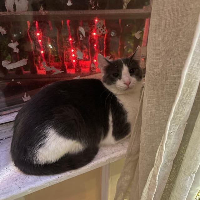 Drizzle, a Adoptable Domestic Short Hair in Middle Village, NY image 5/6