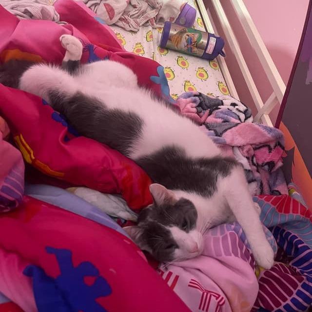 Drizzle, a Adoptable Domestic Short Hair in Middle Village, NY image 6/6