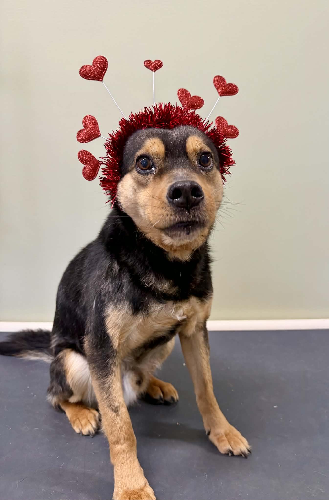 Enlarge Sammy, a ADOPTABLE mixed breed in Portsmouth, NH image 4/5