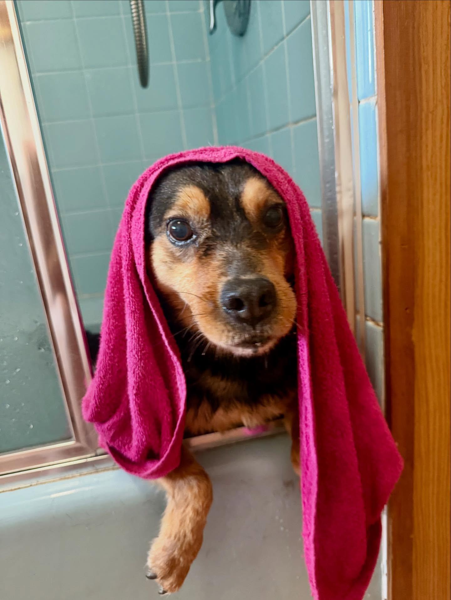 Enlarge Sammy, a ADOPTABLE mixed breed in Portsmouth, NH image 5/5