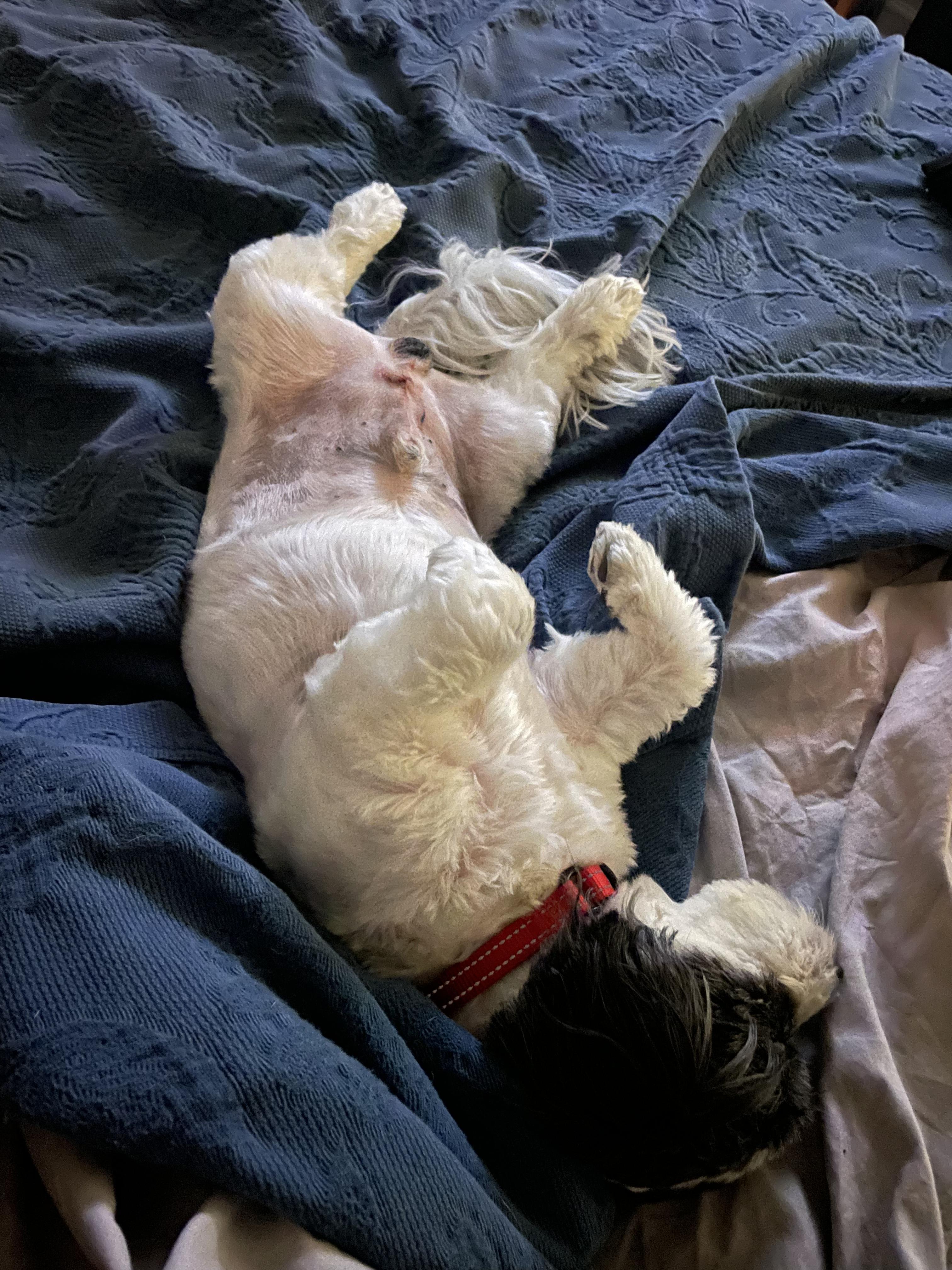 Enlarge Cash, a ADOPTABLE mixed breed in Lexington, KY image 4/4