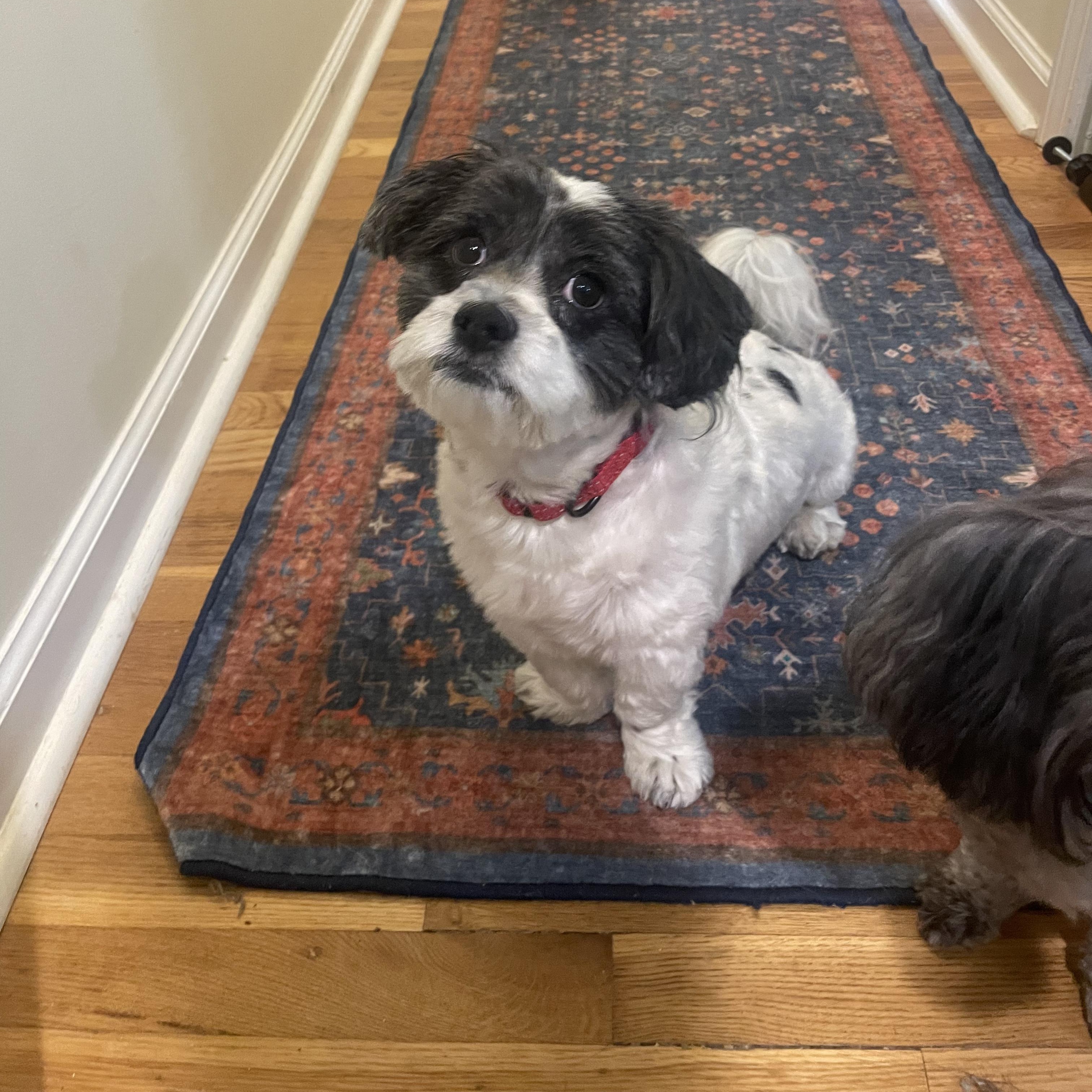 Cash, ADOPTABLE, Adult Male Shih Tzu.