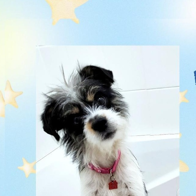 Buster, Adoptable, Young Male Terrier & Shih Tzu.