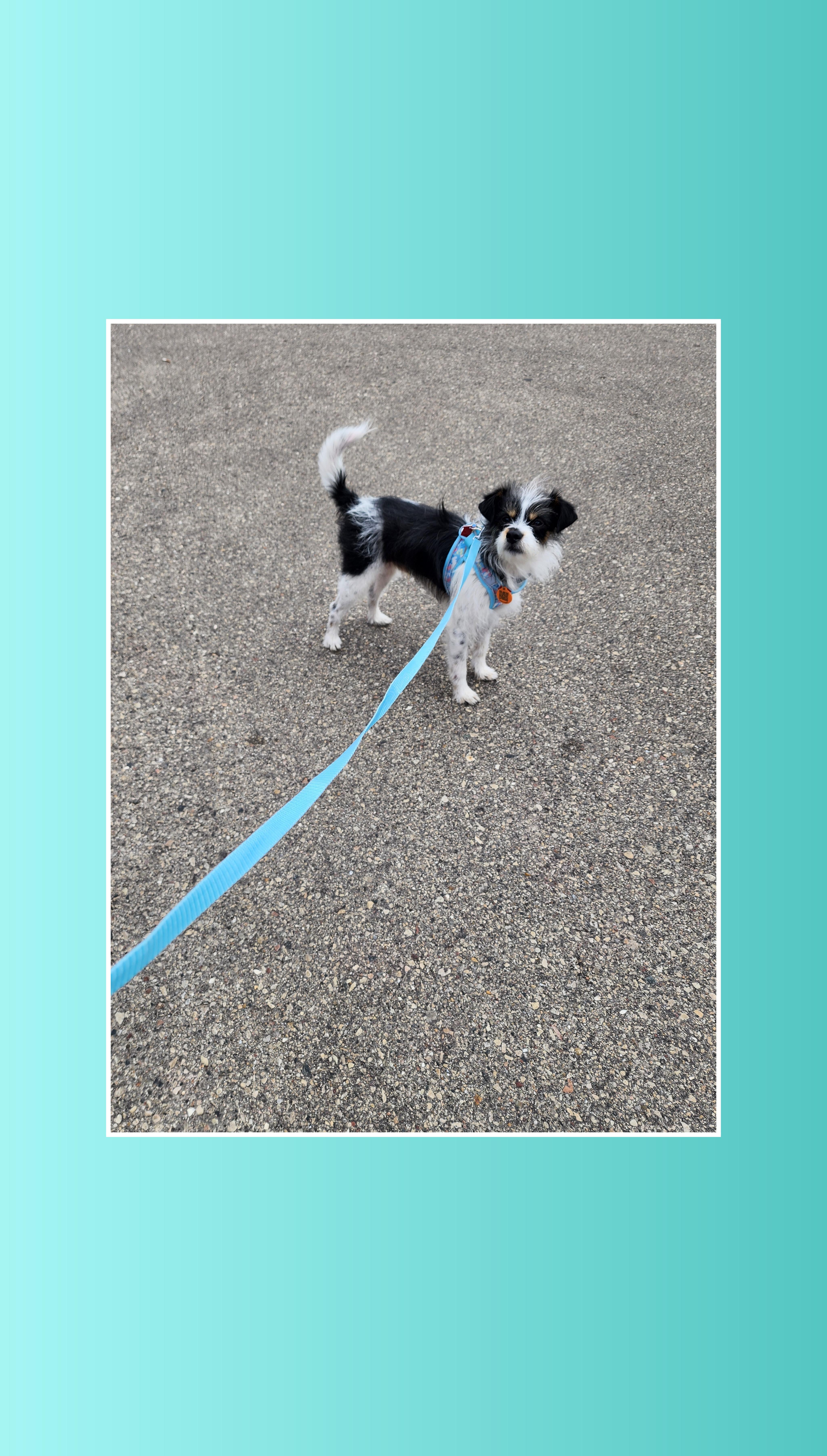 Buster, a Adoptable mixed breed in Lake Geneva, WI image 5/6