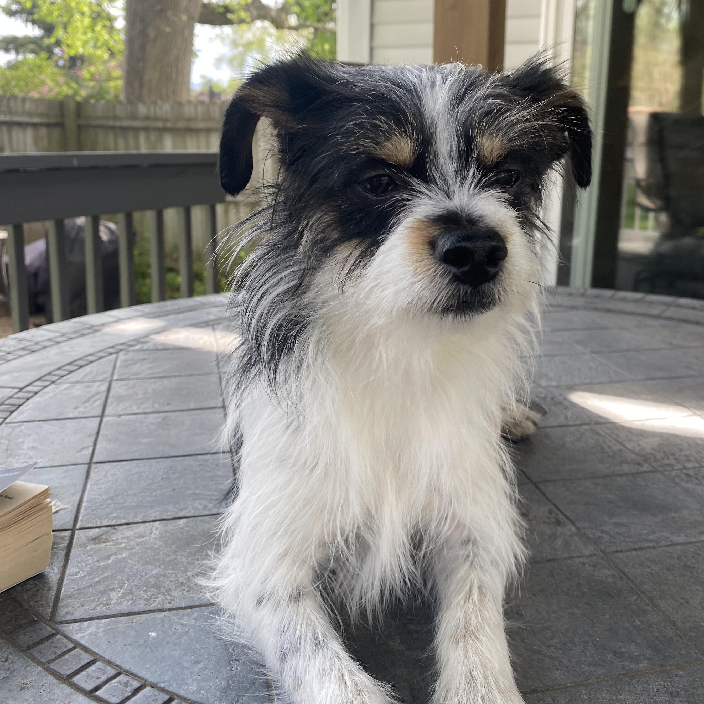 Buster, a Adoptable mixed breed in Lake Geneva, WI image 2/6