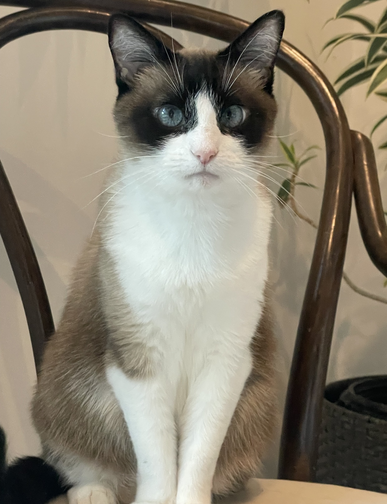 Mocha