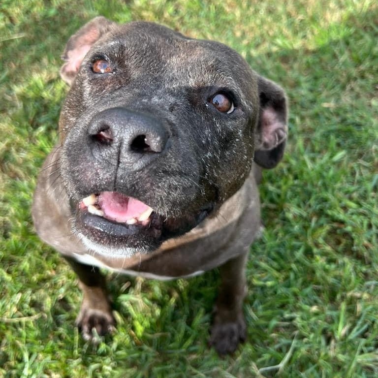 Enlarge Star, a Adoptable mixed breed in Macclesfield, NC image 3/3