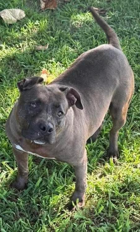 Enlarge Star, a Adoptable mixed breed in Macclesfield, NC image 2/3