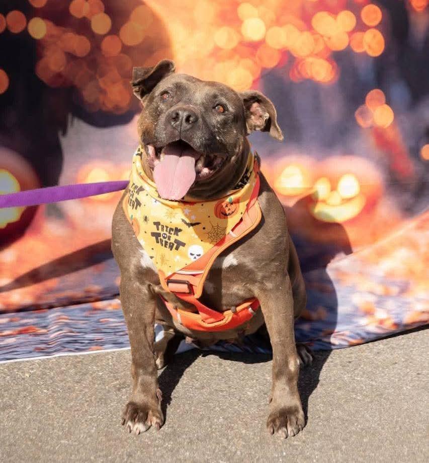 Star, Adoptable, Senior Female Pit Bull Terrier.