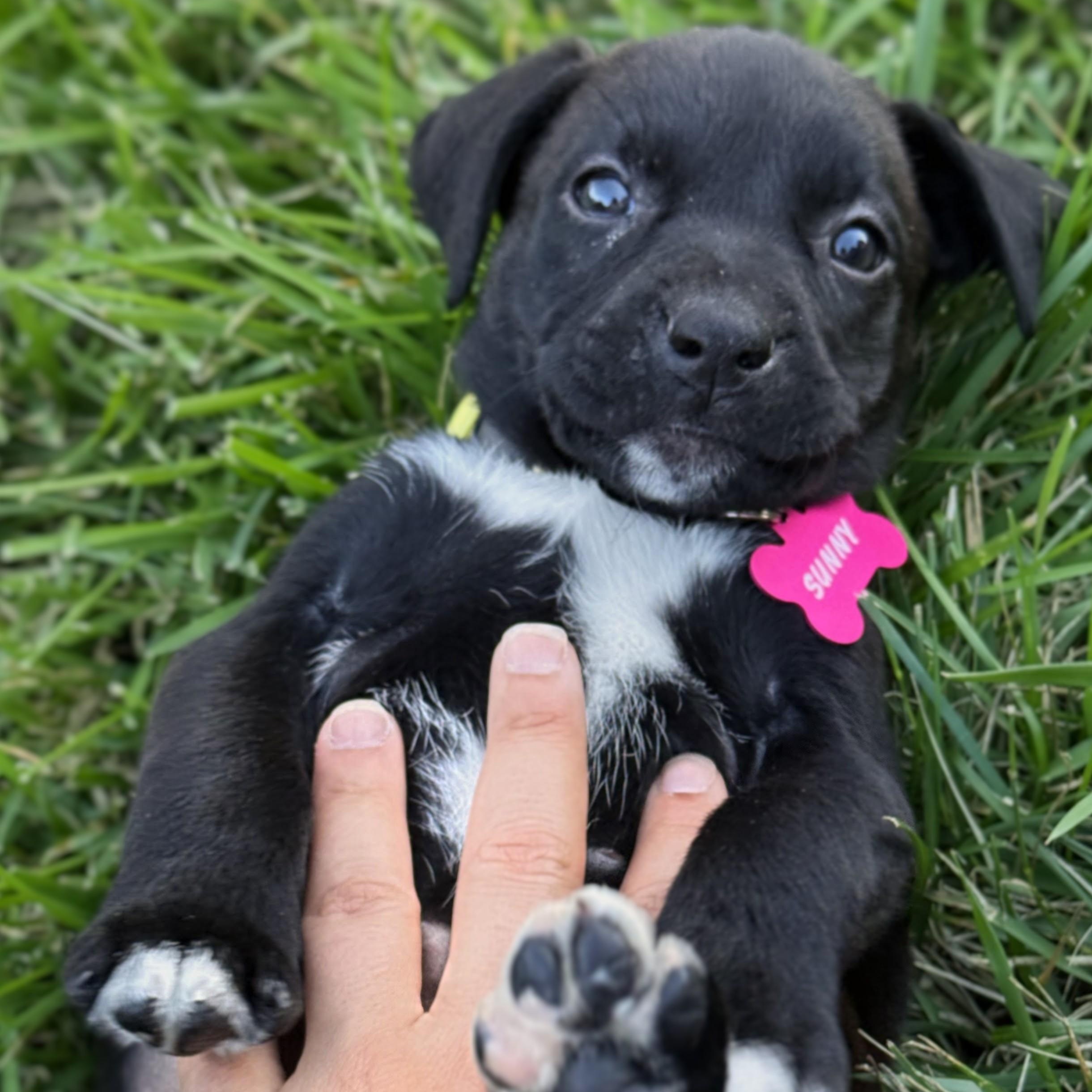 Sunny, Adoptable, Puppy Female Labrador Retriever.